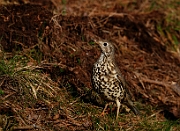 Mistle thrush